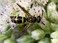 Ancistrocerus adiabatus BRAMBLE MASON WASP 8040048z