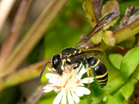 Ancistrocerus adiabatus BRAMBLE MASON WASP 8042089z