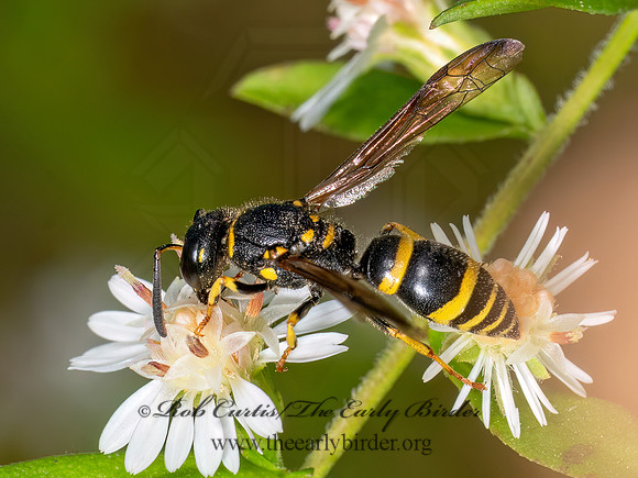 Ancistrocerus adiabatus BRAMBLE MASON WASP 8042099z