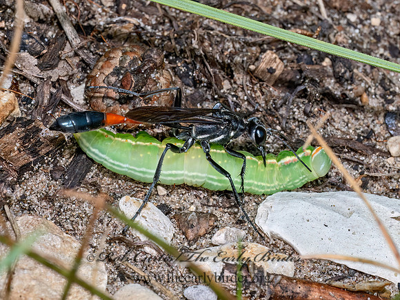 Ammophila procerus THREAD-WAISTED WASP 8041058z