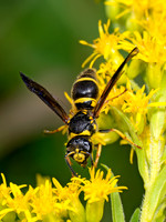 Ancistrocerus campestris MASON WASP 8041027z