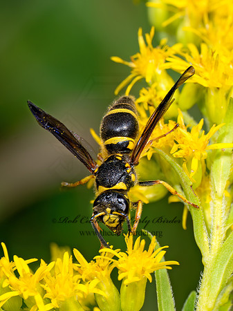 Ancistrocerus campestris MASON WASP 8041027z