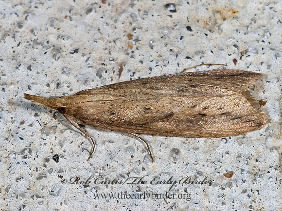 Donacaula sordidellus group CRAMBID SNOUT MOTH 7003054