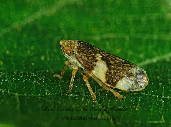 Philaenus spumarius  MEADOW SPITTLEBUG 1112736z