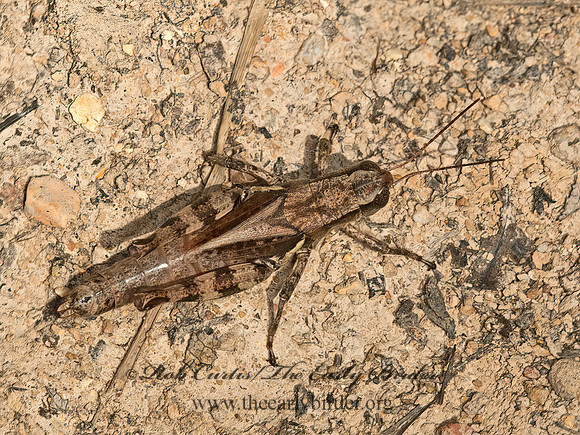 Melanoplus walshii   WALSH'S SHORT-WINGED GRASSHOPPER 9051772z