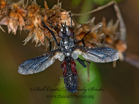 Cylindromyia  TACHINID FLY  9049637z