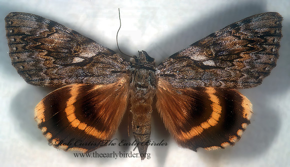 Catocala cerogama  YELLOW-BANDED UNDERWING 294336z