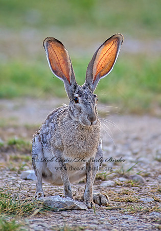 Lepus californicus  BLACK-TAILED JACKRABBIT 55304z