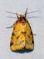 Azenia obtusa OBTUSE YELLOW 9097059z
