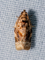 Argyrotaenia velutinana RED-BANDED LEAFROLLER 9096517z