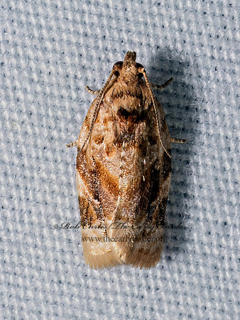 Argyrotaenia velutinana RED-BANDED LEAFROLLER 9096517z