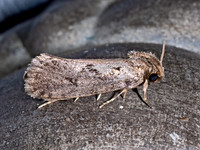 Acrolophus TUBEWORM MOTH 9097049z