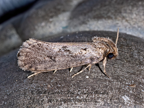 Acrolophus TUBEWORM MOTH 9097049z