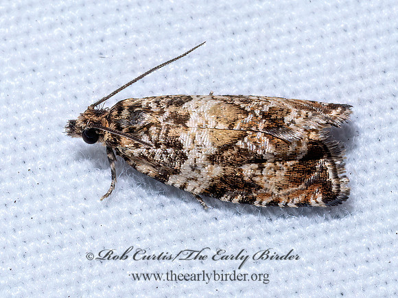 Celypha cespitana CELYPHA MOTH 9097019z