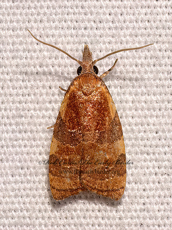 Cenopis diluticostana SPRING DEAD-LEAF ROLLER MOTH 9097985z