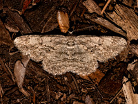 Anavitrinella pampinaria COMMON GRAY 9097939z