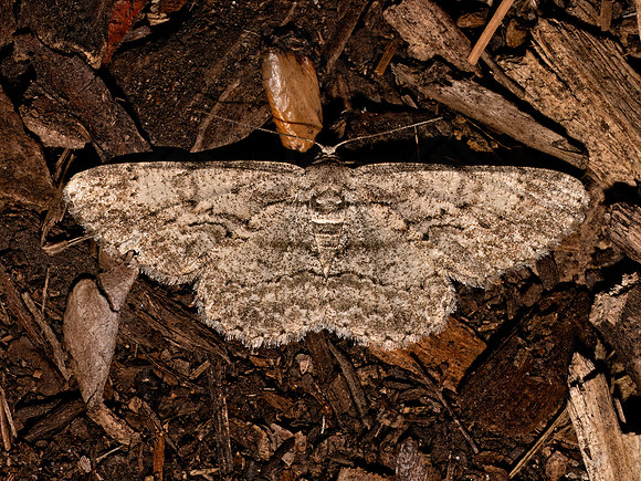 Anavitrinella pampinaria COMMON GRAY 9097939z