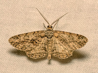 Anavitrinella pampinaria COMMON GRAY 9082755z
