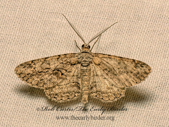 Anavitrinella pampinaria COMMON GRAY 9082755z