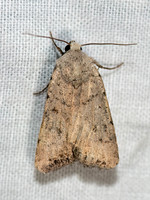 Caradrina montana CIVIL RUSTIC MOTH 3024881z