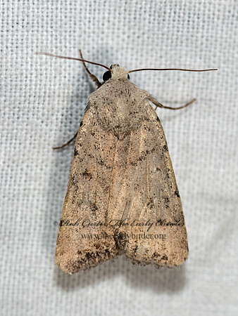 Caradrina montana CIVIL RUSTIC MOTH 3024881z