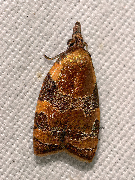 Cenopis diluticostana SPRING DEAD-LEAF ROLLER MOTH 9098104z