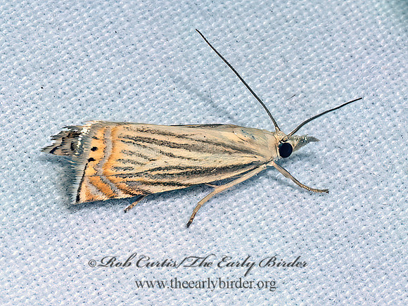 Chrysoteuchia topiarius TOPIARY GRASS-VENEER 9097001z