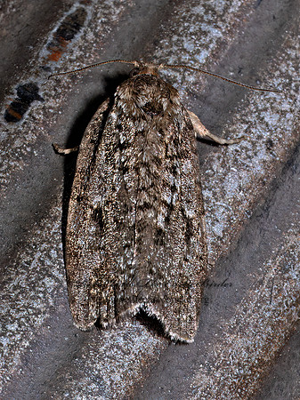 Choristoneura fumiferana SPRUCE BUDWORM MOTH 9097074z