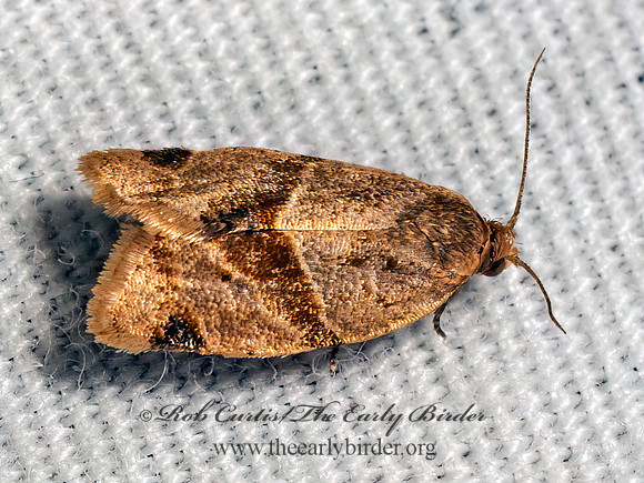 Clepsis peritana~ GARDEN TORTRIX 9083713z