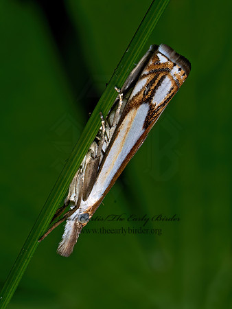Crambus agitatellus DOUBLE BANDED GRASS VENEER 9096932z