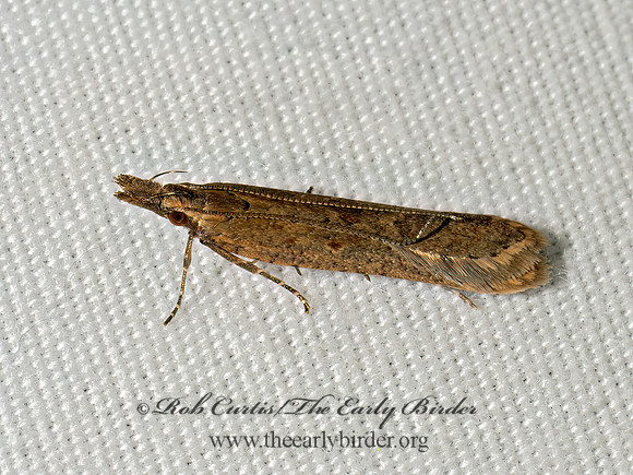 Dichomeris ligulella PALMERWORM SNOUT MOTH 9098038z