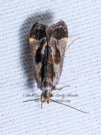 Dichomeris ochripalpella TWIRLER MOTH 9097028z