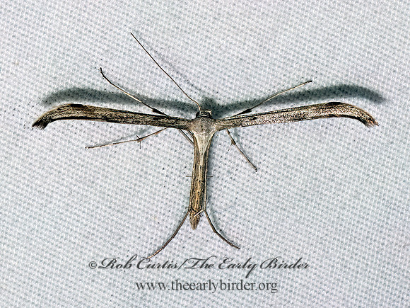 Emmelina monodactyla MORNING GLORY PLUME MOTH 9097081z