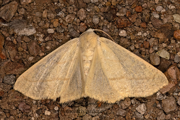 Destutia~ ENNOMINI GEOMETER 3038061z