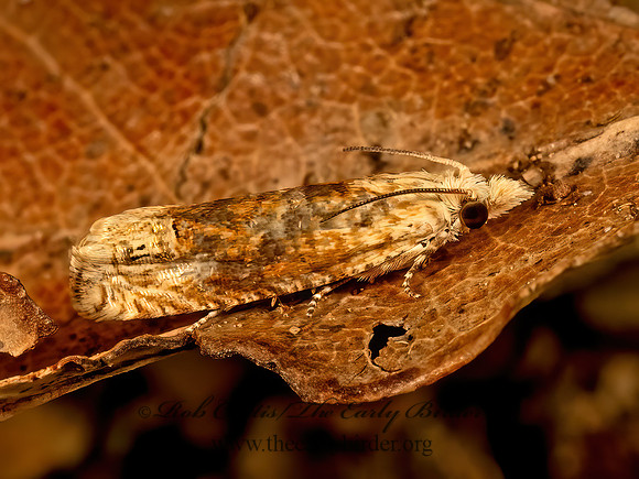 Eucosma ochrocephala TORTRICID MOTH 9081775z