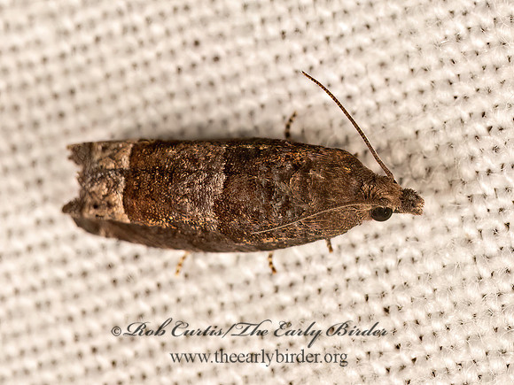 Eucosma parmatana ASTER EUCOSMA MOTH 9081609z