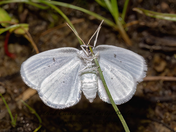 Eudeilinia herminiata HOOKTIP MOTH 9097568z