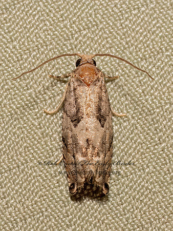 Gypsonoma haimbachiana~ COTTONWOOD TWIG BORER MOTH 9098032z