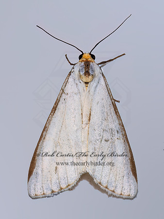 Haploa lecontei LECONTE'S HAPLOA 9097061z