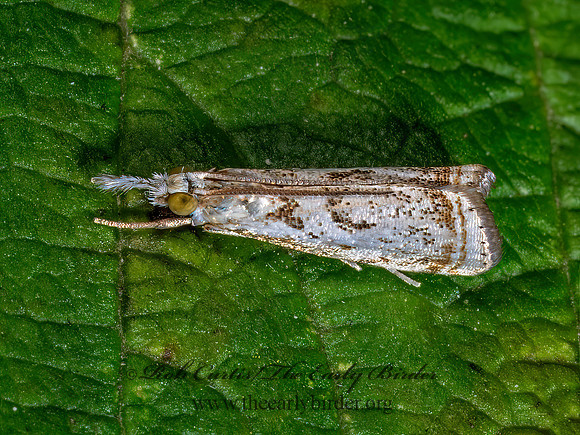 Microcrambus elegans ELEGANT GRASS-VENEER 9090270z