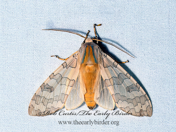 Halysidota tessellaris~ BANDED TUSSOCK MOTH 9096534z