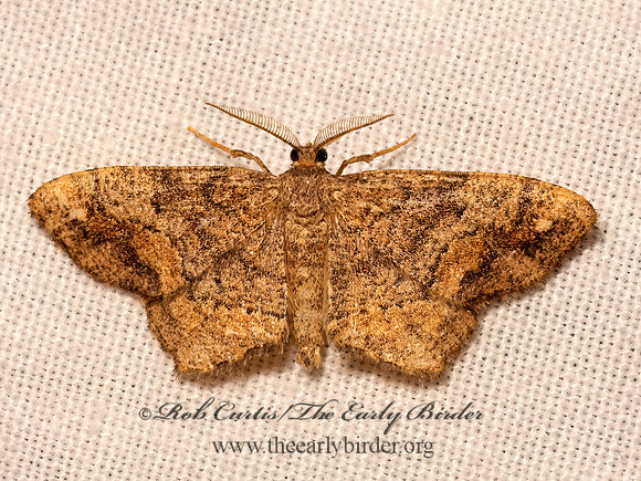 Hypagyrtis unipunctata ONE-SPOTTED VARIANT 9082369z