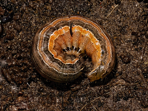 Mythimna unipuncta ARMYWORM MOTH 9097558z