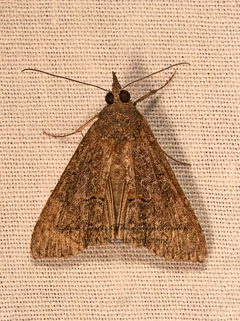 Hypena scabra GREEN CLOVERWORM 9081685z