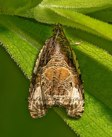 Olethreutes connectum BUNCHBERRY LEAFFOLDER MOTH 9097659z