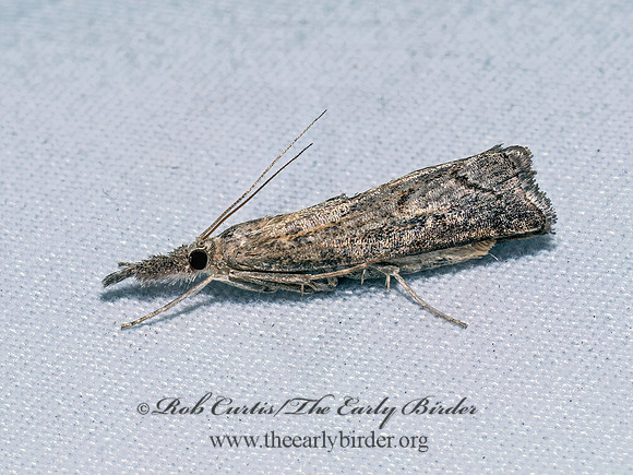 Neodactria luteolellus MOTTLED GRASS-VENEER 9097039z
