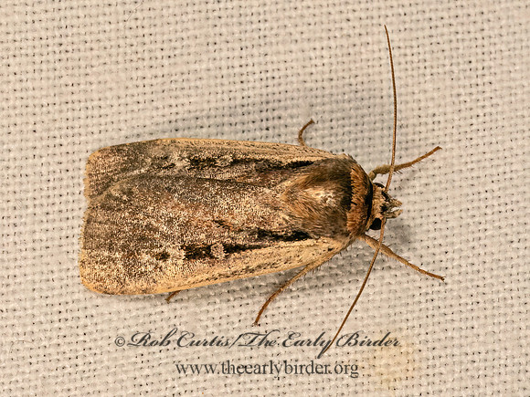 Ochropleura implecta FLAME-SHOULDERED DART 9081579z