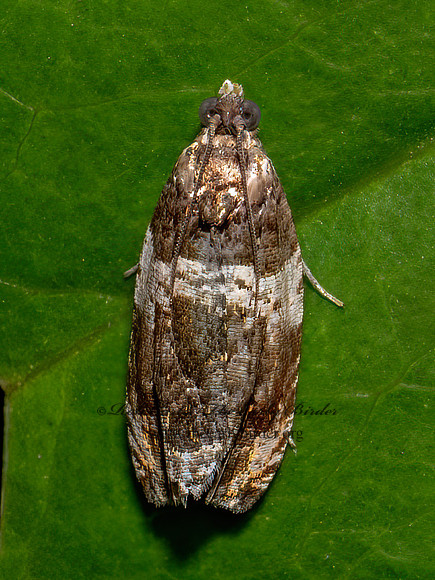 Olethreutes fasciatana~ BANDED OLETHREUTES MOTH 9097787z