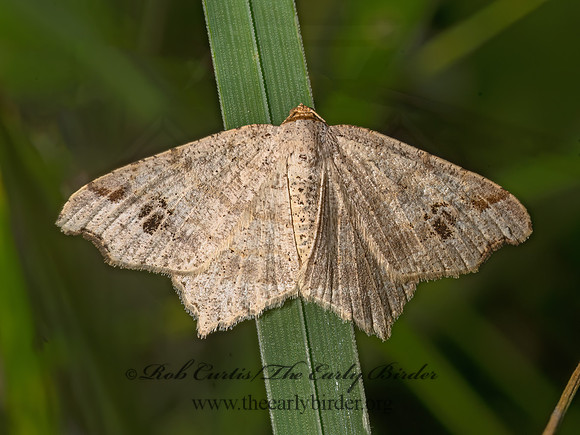 Macaria aemulataria~ COMMON ANGLE 3043798z