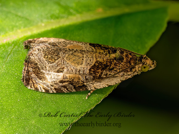 Olethreutes connectum~ BUNCHERRY LEAFFOLDER MOTH9097570z
